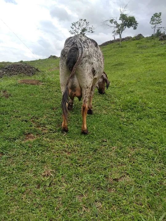 Apenas 1 cria  girolanda 