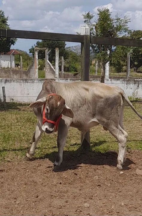 Vendo um mini nelore  - Foto 2