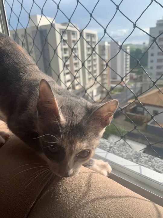LINDA E CARINHOSA GATINHA PARA ADOÇÃO 