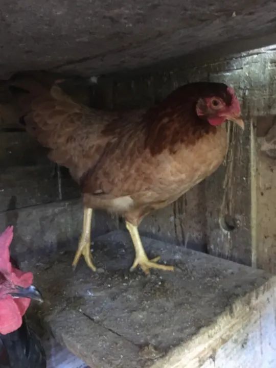 Vendo 4 galinhas e 3 galos em leva pintinhos grátis 