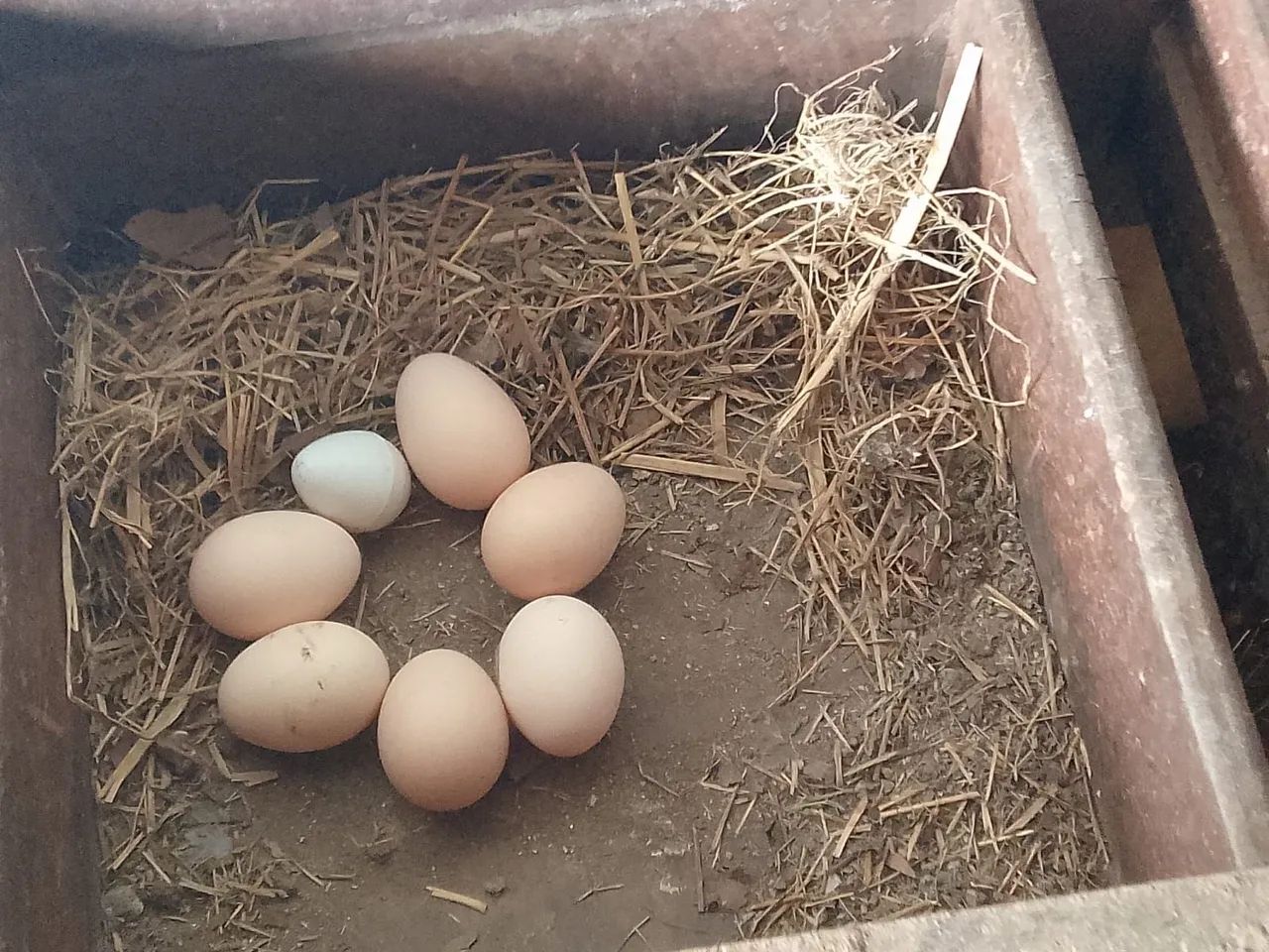 Vendo frangos e galos - Foto 6