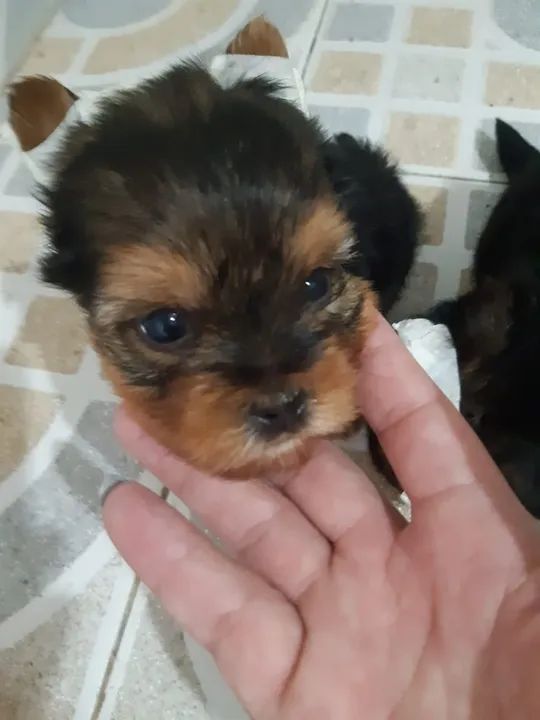 Yorkshire: Presente de Natal para a família! - Foto 2