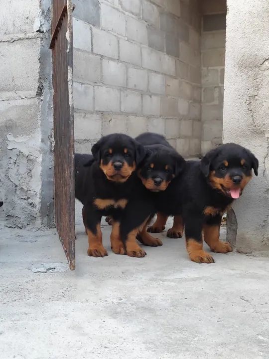 Filhote de Rottweiler - Foto 3
