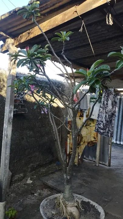 Planta Adenium obesum (Rosa do Deserto) - Adulta - Foto 5