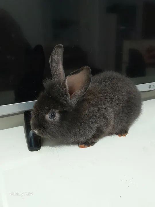 Adoção  responsável coelhos