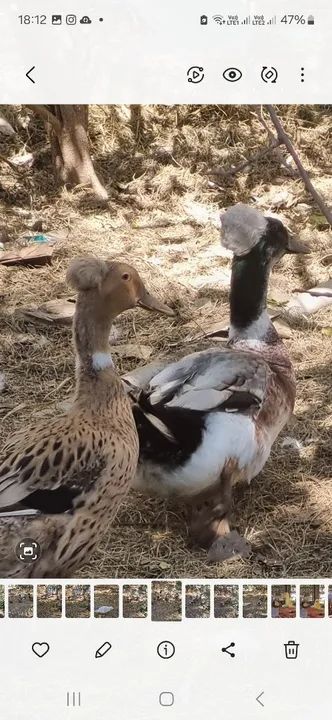 Filhotes de marreco POMPOM