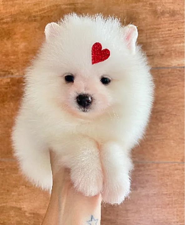 Filhote de Spitz Alemão Lulu da pomerania  - Foto 3