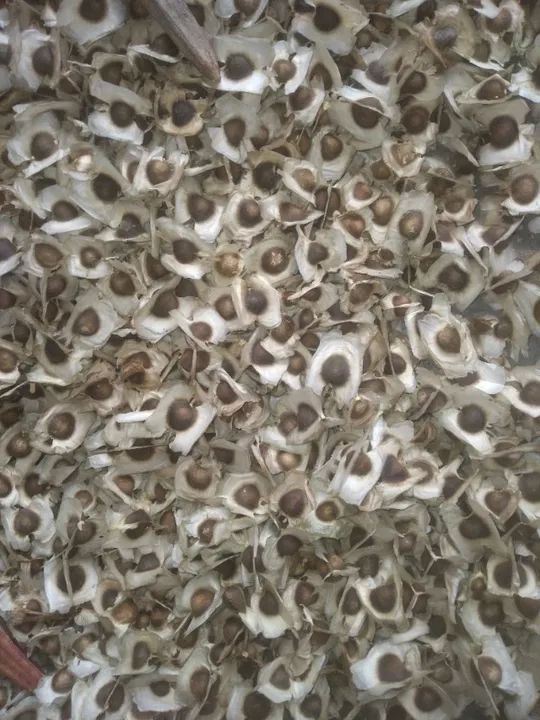 1.000 Sementes de Moringa Oleifera safra 24/25 - Foto 2