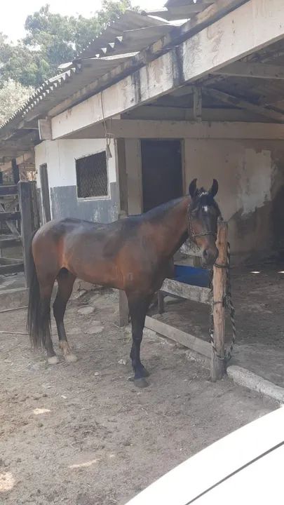 Cavalo Mangalarga - Foto 3