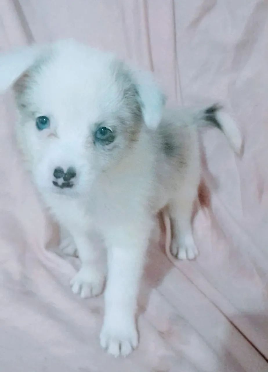 Filhotes Border Collie 