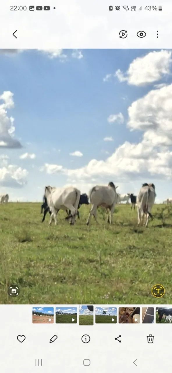 Vendo Bois em Abadia de Goiás  - Foto 5