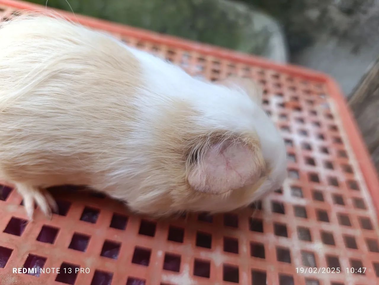 Porquinho da Índia  - Foto 4