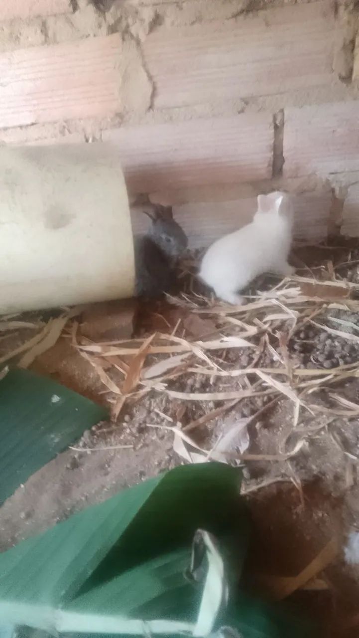 Lindos coelhos três cores diferentes - Foto 4