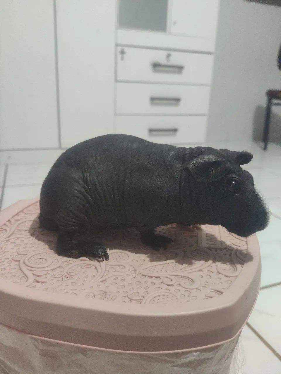 Porquinho da índia ( sem pêlos ) - Foto 4