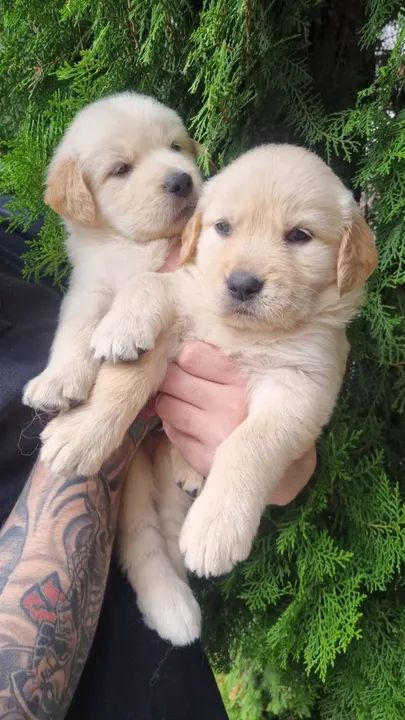 FILHOTES de Golden Retriever 1600 (macho) e 1800 (fêmea) - Foto 6