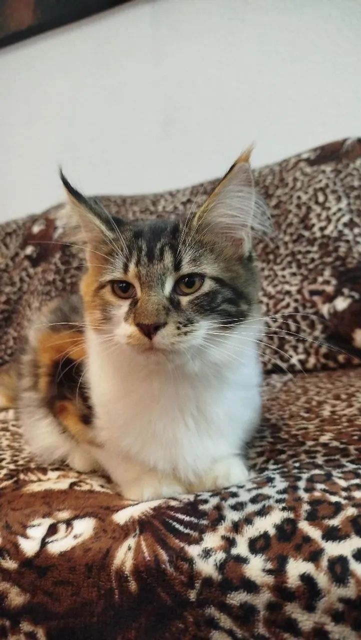 Maine Coon fêmea (inteira) - Foto 4