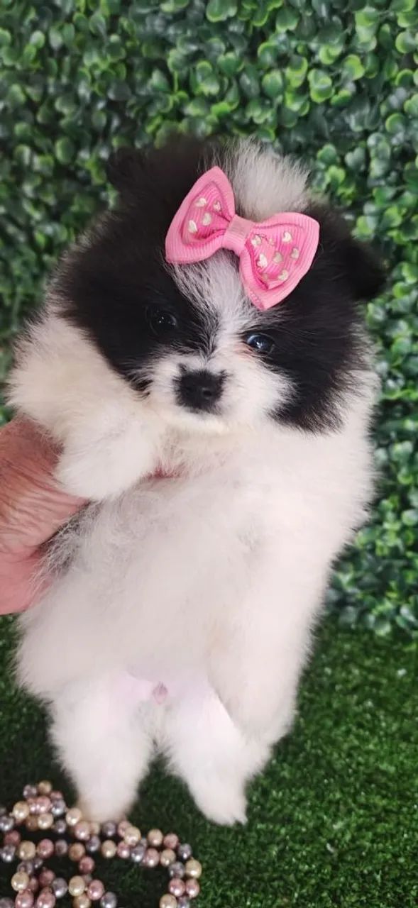 Spitz Alemão fêmea bicolor pronta entrega.  - Foto 2