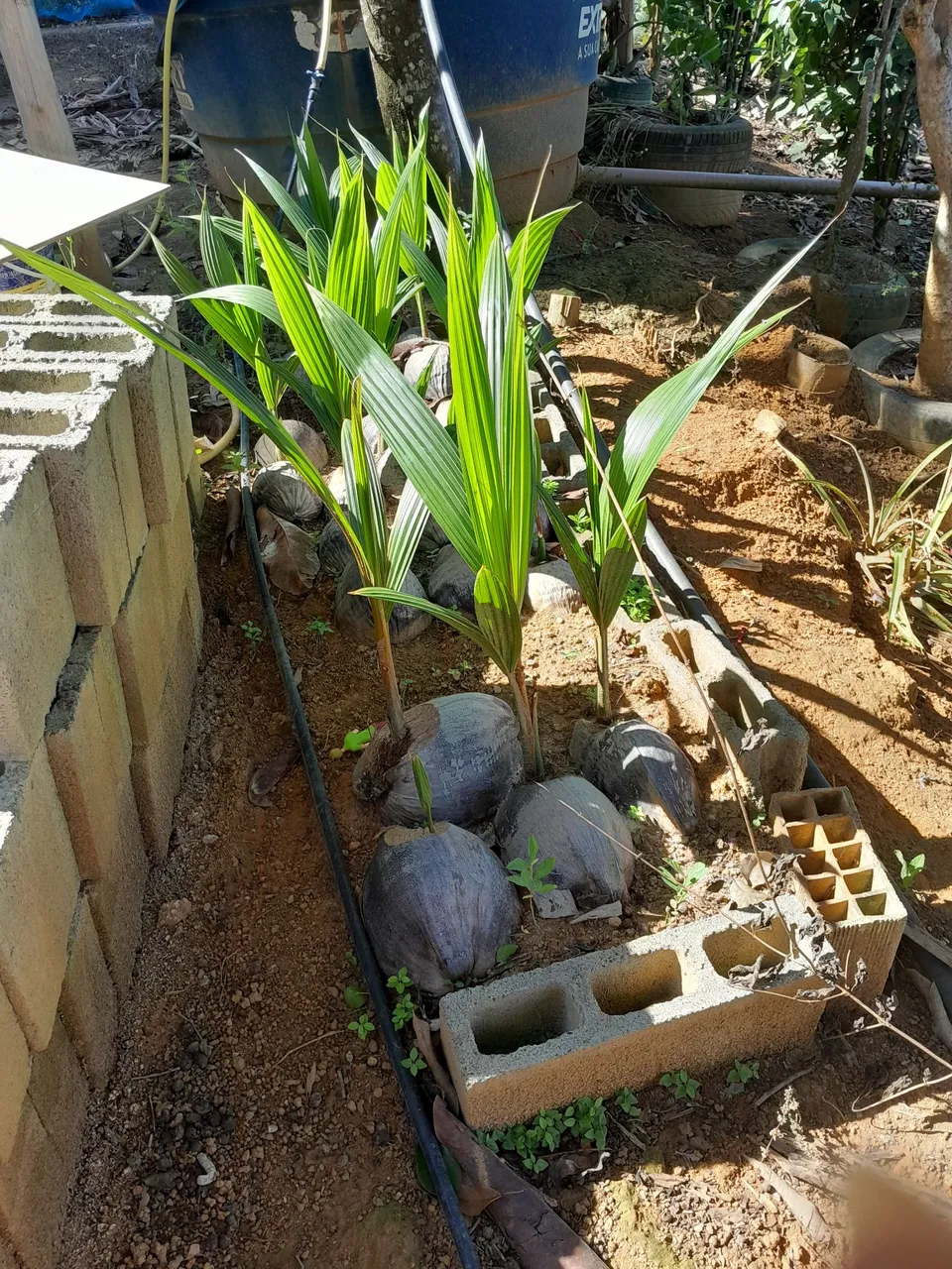 Mudas de coco anão e amarelo