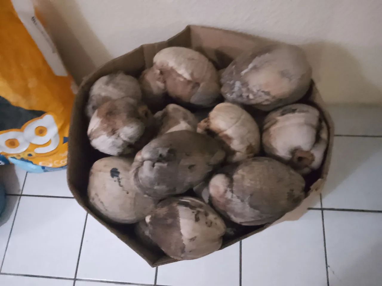 Cocos Secos na casca