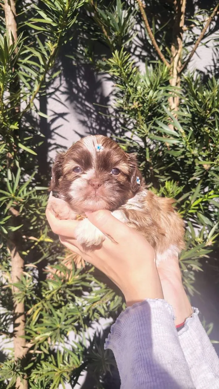 Mini shihtzu macho chocolate olhos azuis 