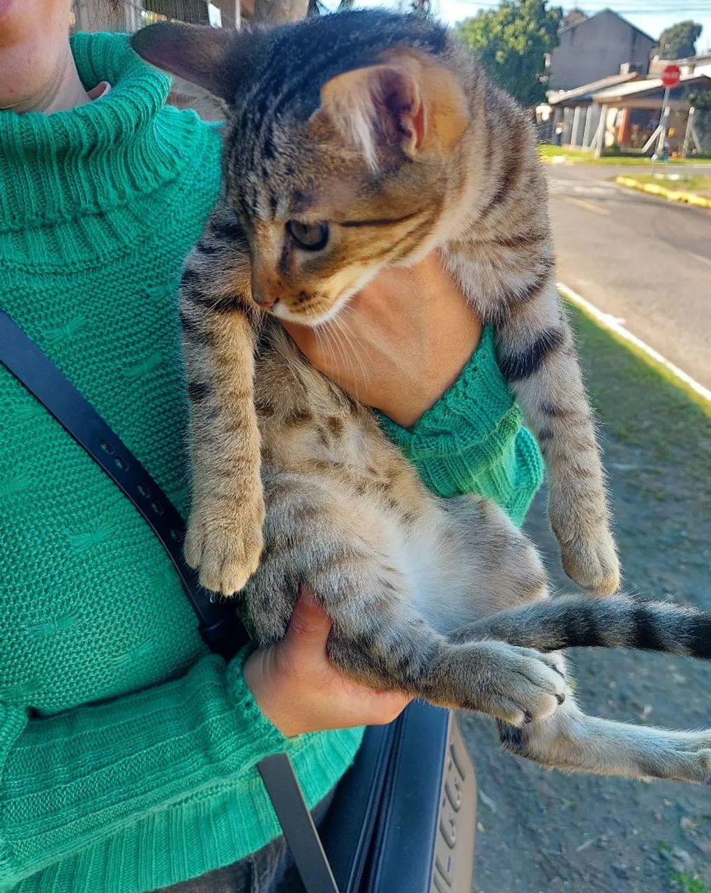 Gatinho para Adoção GRAVATAÍ  - Foto 3