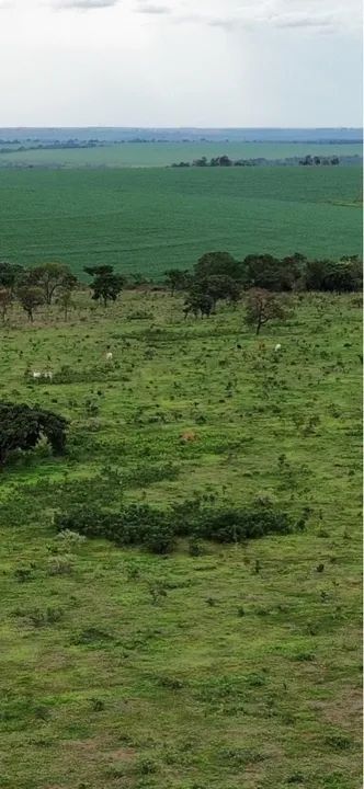 Fazenda dupla aptidão município de ituitaba  - Foto 2