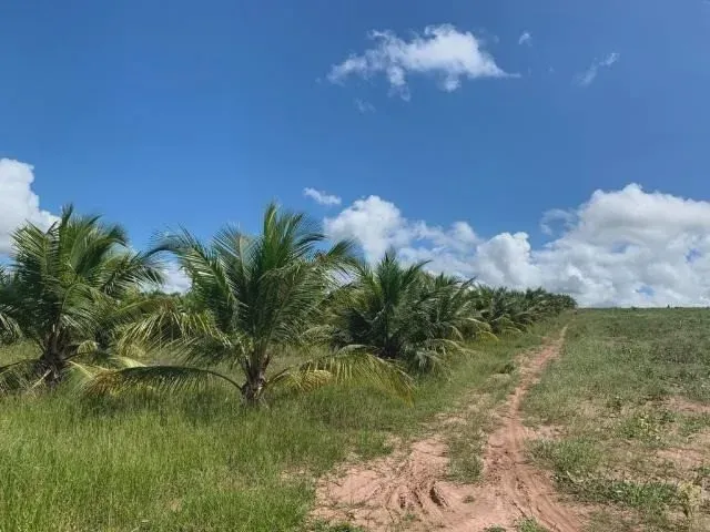 Excelente Fazenda com 40 hectares na região de ARÊS 1 km da BR101