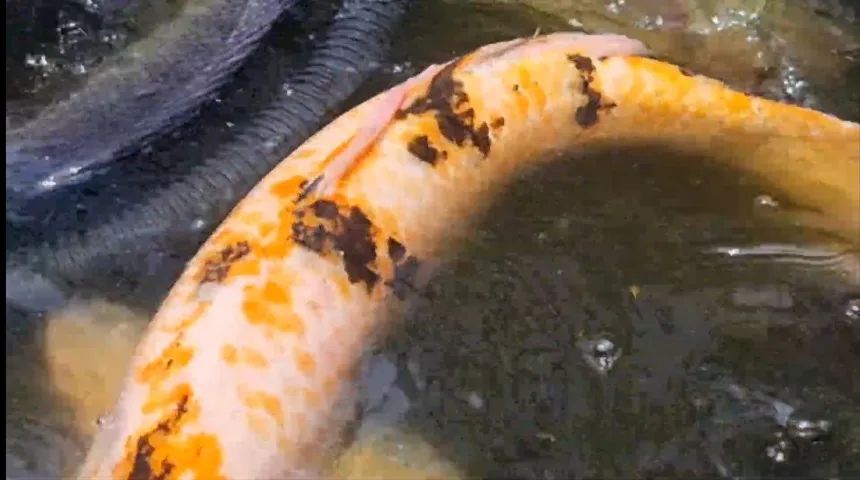 Chácara em Praia de Leste, Com Fundos para o Rio Guaraguaçu. - Foto 11