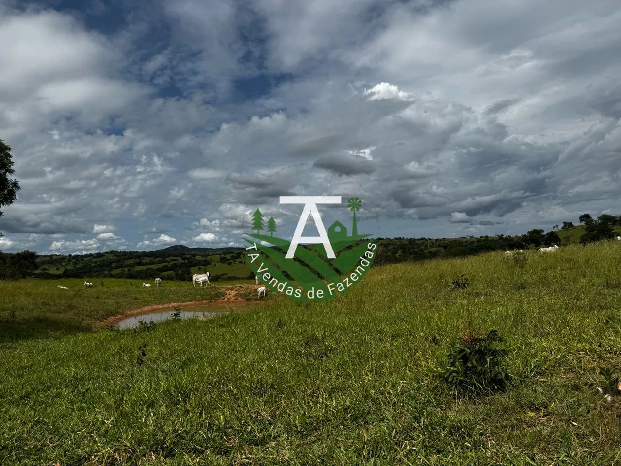 Fazenda de 64 alq em Ipameri-GO
