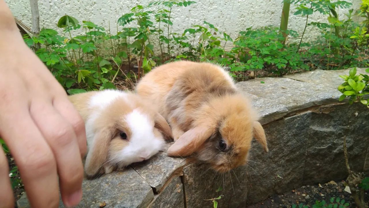 Mini Fuzzy lop - Foto 4