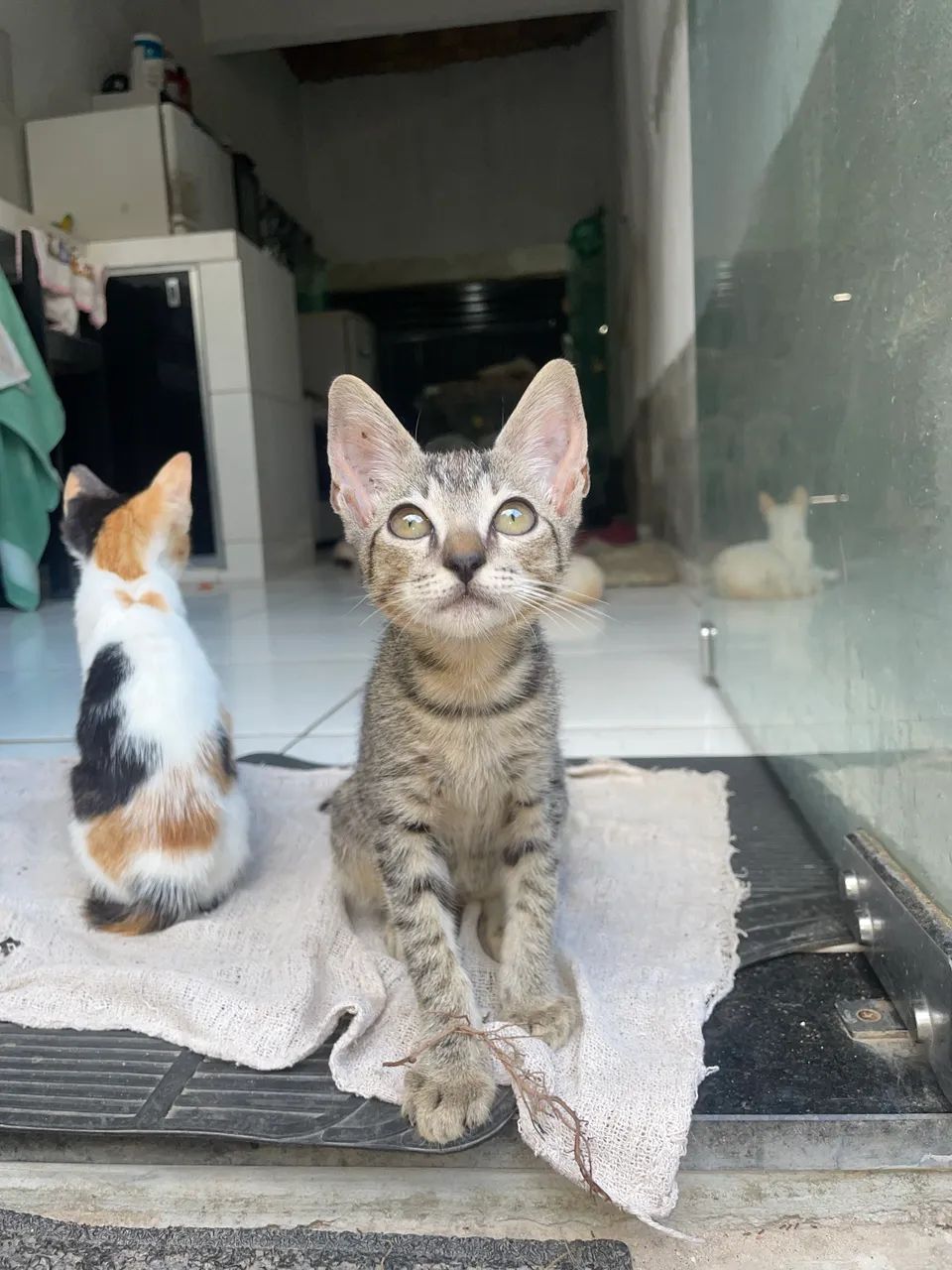 Gatos para doação  - Foto 5