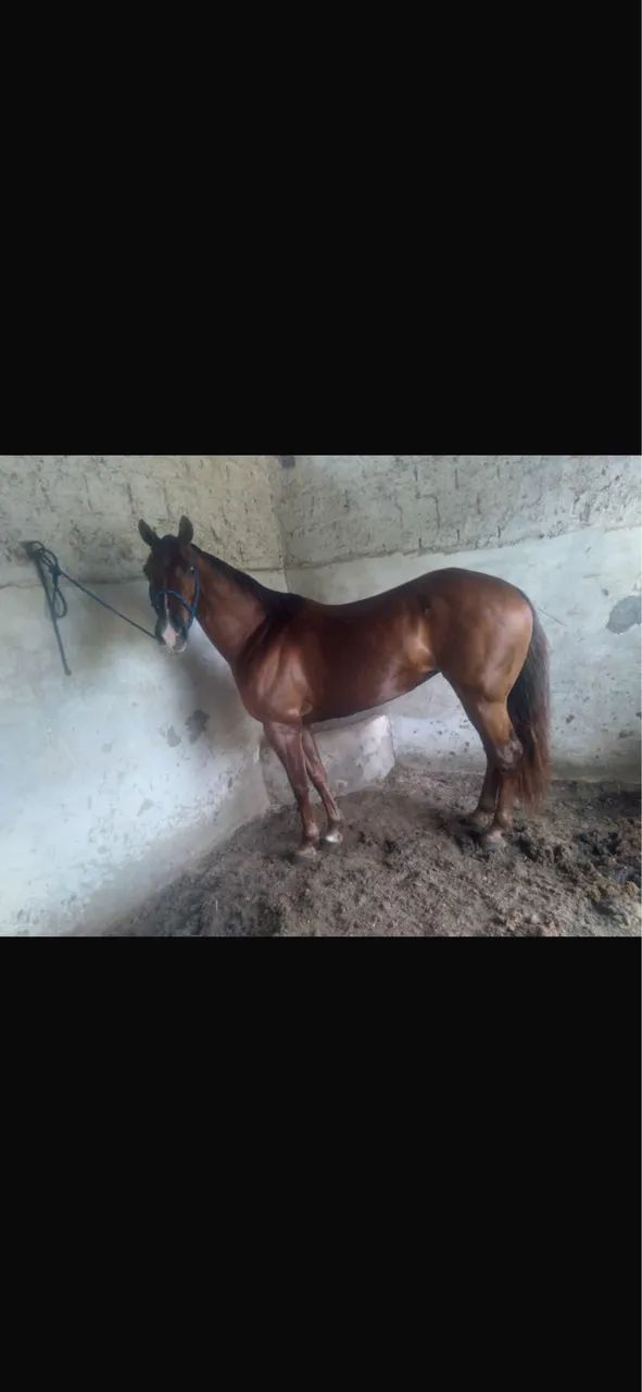 Vendo égua pura com documento 