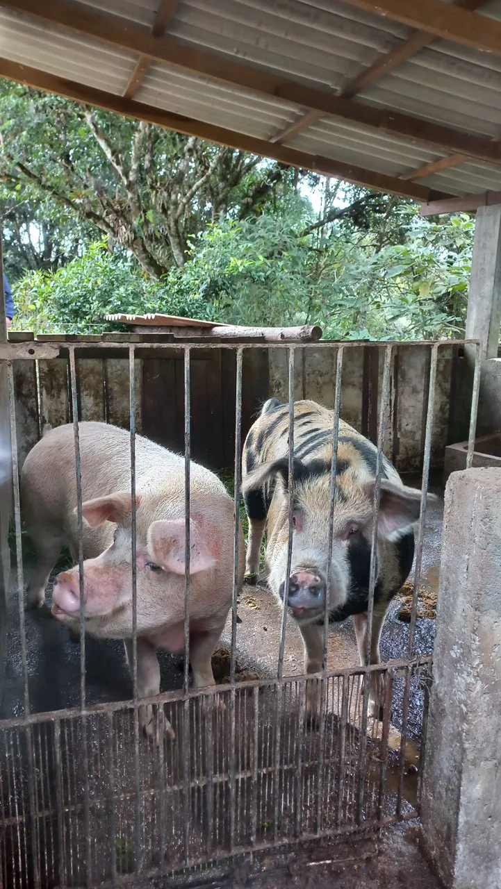 Lindos Porcos para Criação