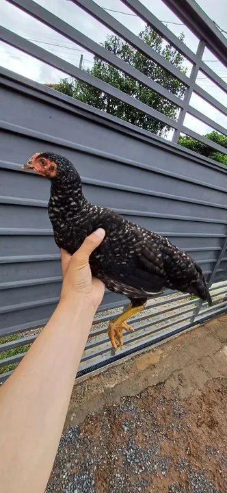 Franguinhas - Foto 2