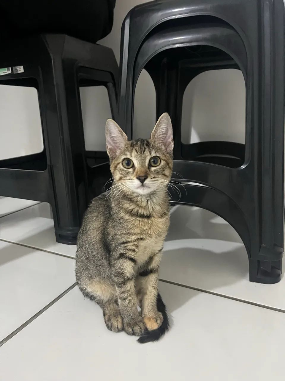 Gatinha para doação  - Foto 3