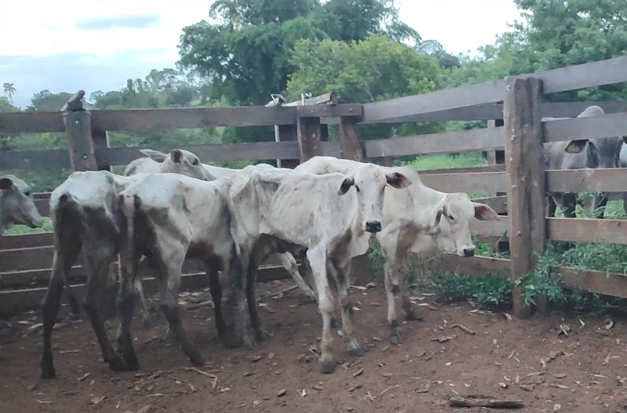 11 bezerras nelore (Anápolis) - Foto 5