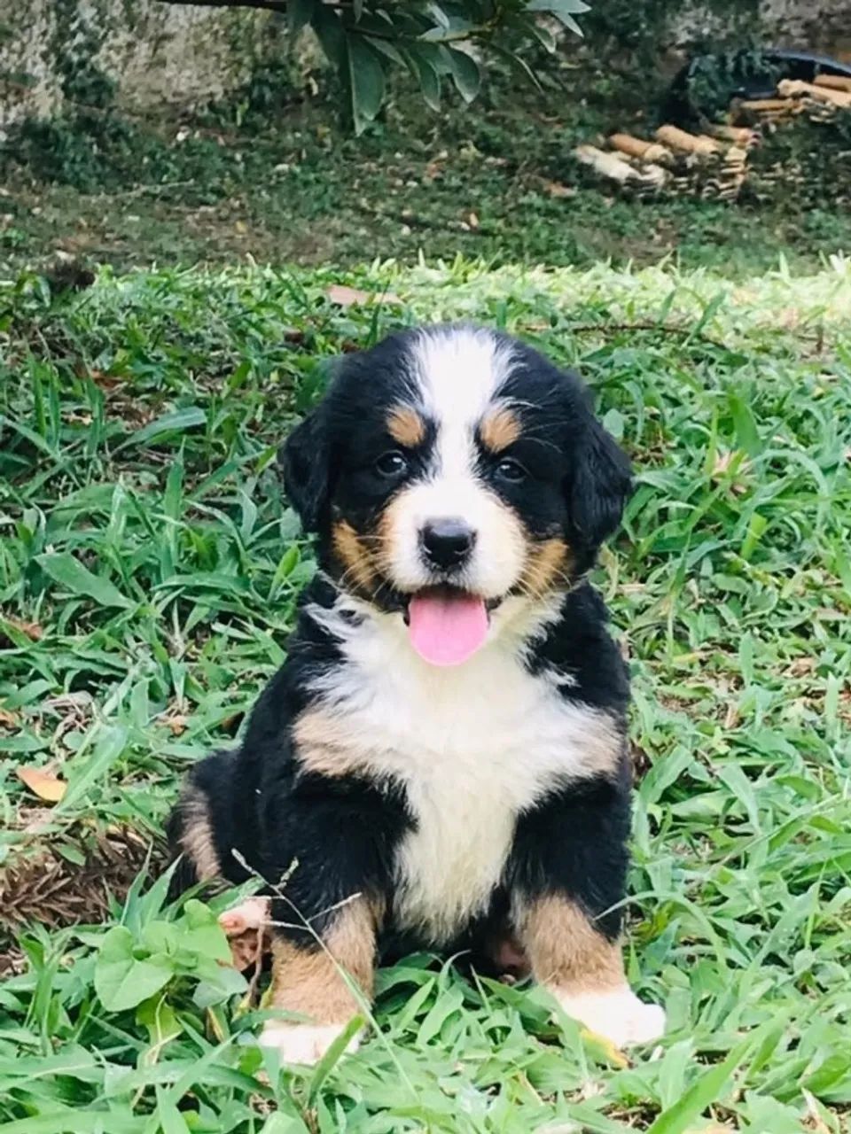Machinho de Bernese Mountain filhote com 62 dias vacinado e com pedigree- Alberto