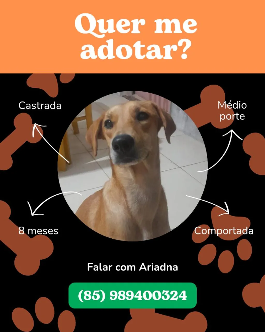Cadelinha castrada, comportada para adoção responsável.