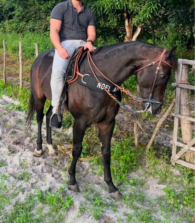 Cavalo Quarto de milha Puro Vaquejada  - Foto 3