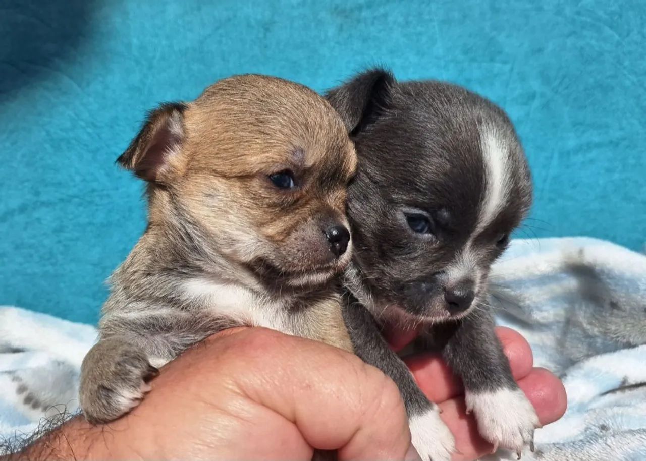 Chihuahuas  - Foto 5