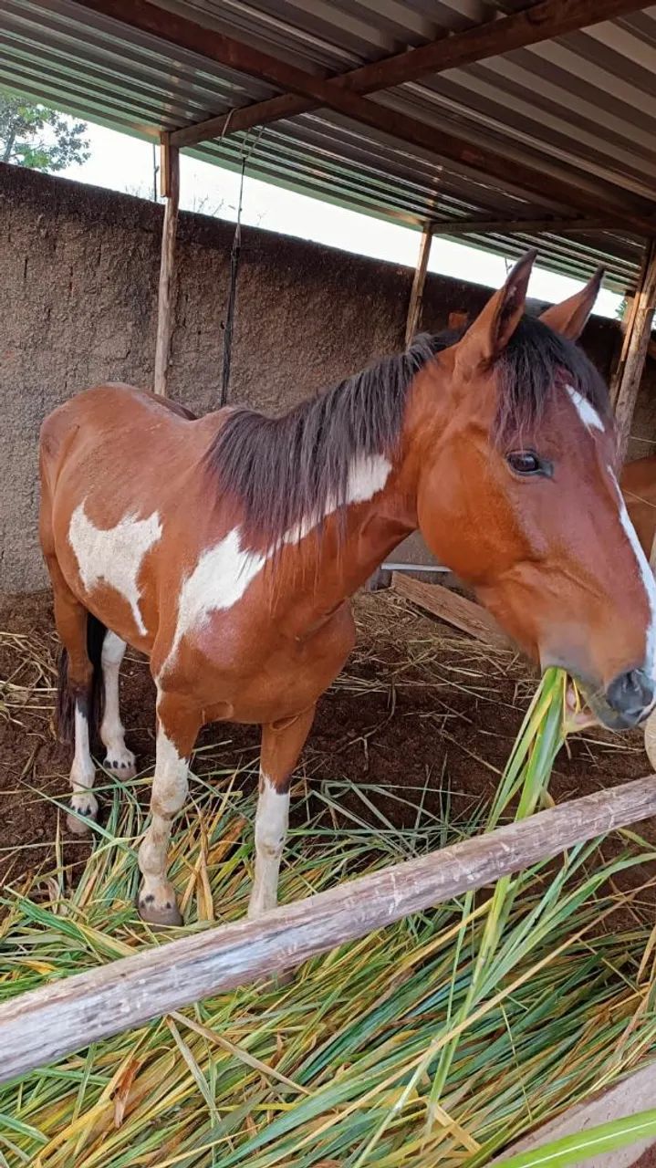 Mangalarga marcha batida 