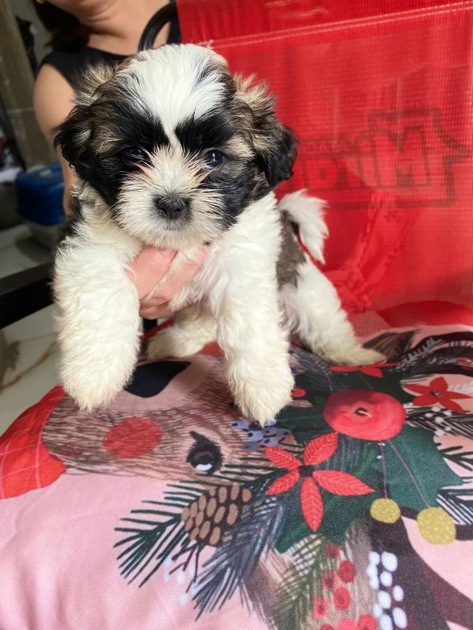 Vende-se filhote de shih tzu Macho - Foto 3
