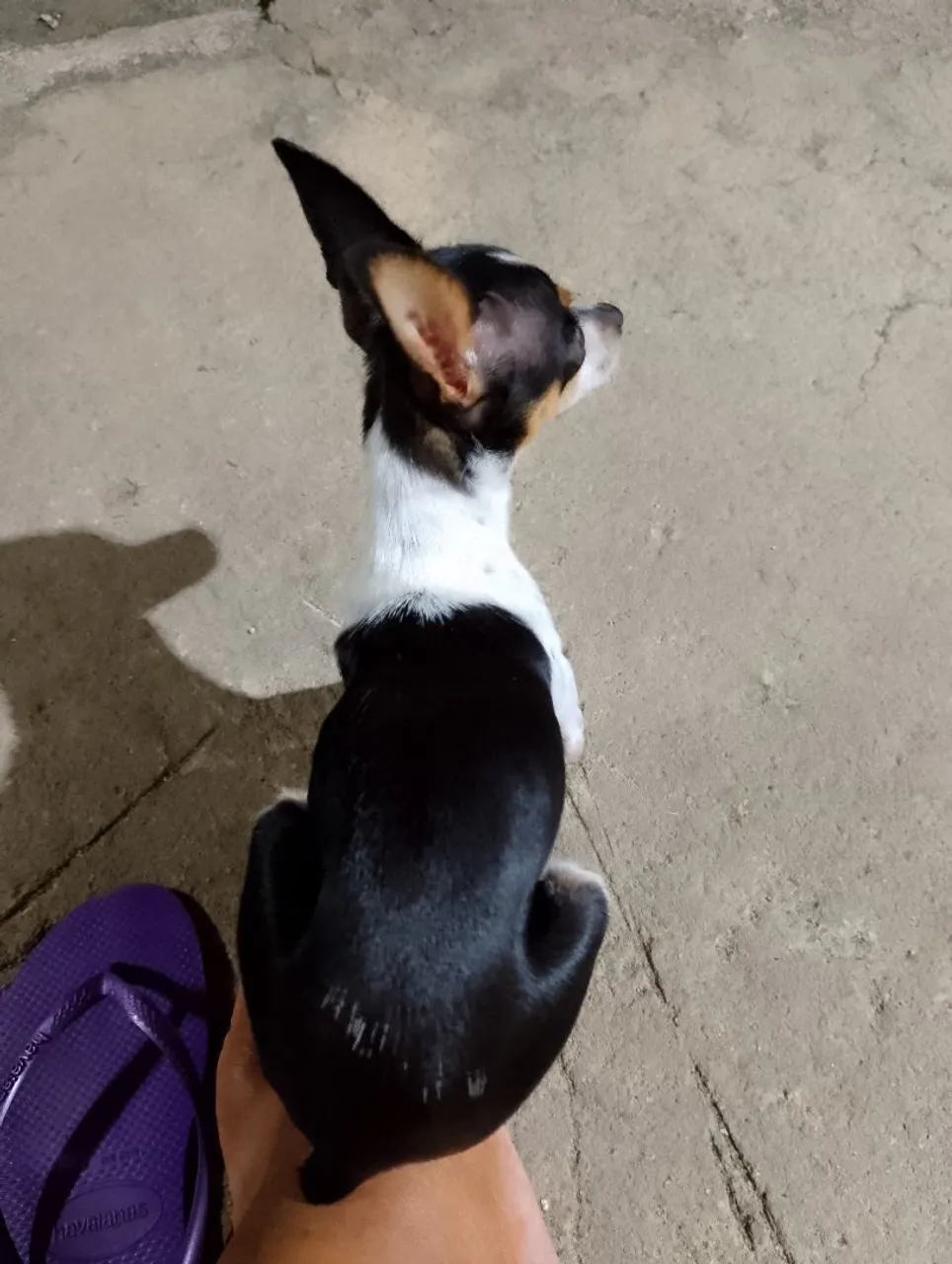 Filhote de Pinscher disponível para adoção