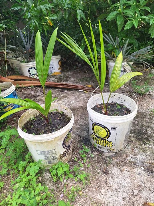 Palmeira Laca Vermelha mudas - Foto 2