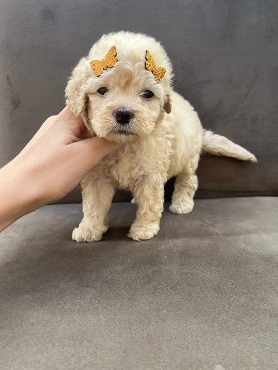 Poodle Toy Entregamos vacinados  - Foto 2