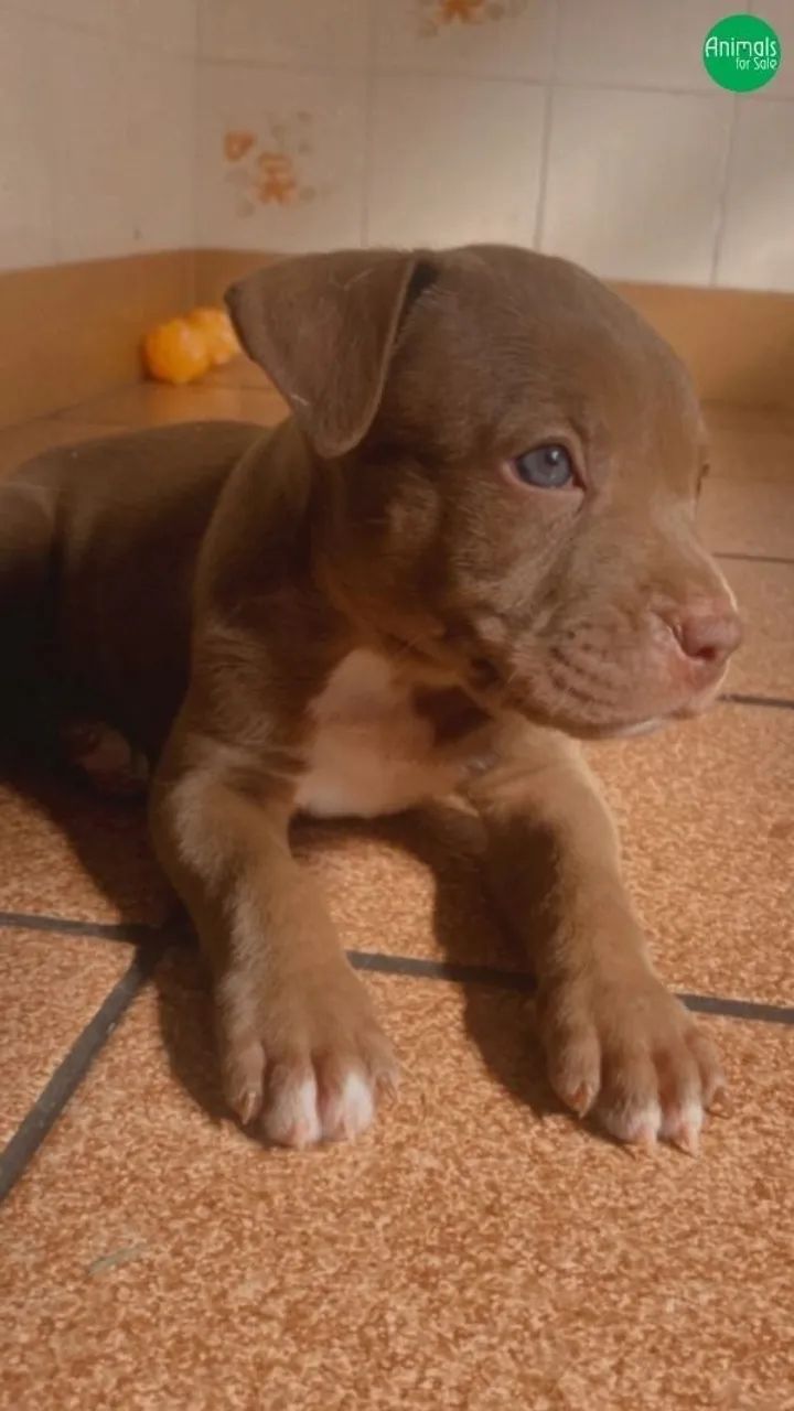 Filhote de Pitbull excelente 
