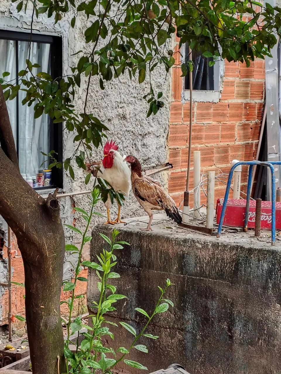 Galinhas e Galo Caipiras