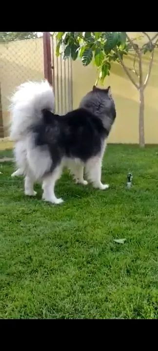 HUSKY SIBERIANOS  - Foto 4