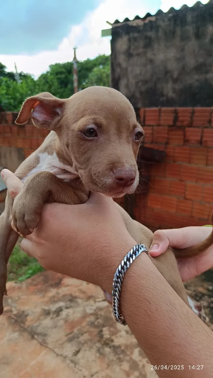 Filhote de Pitbull