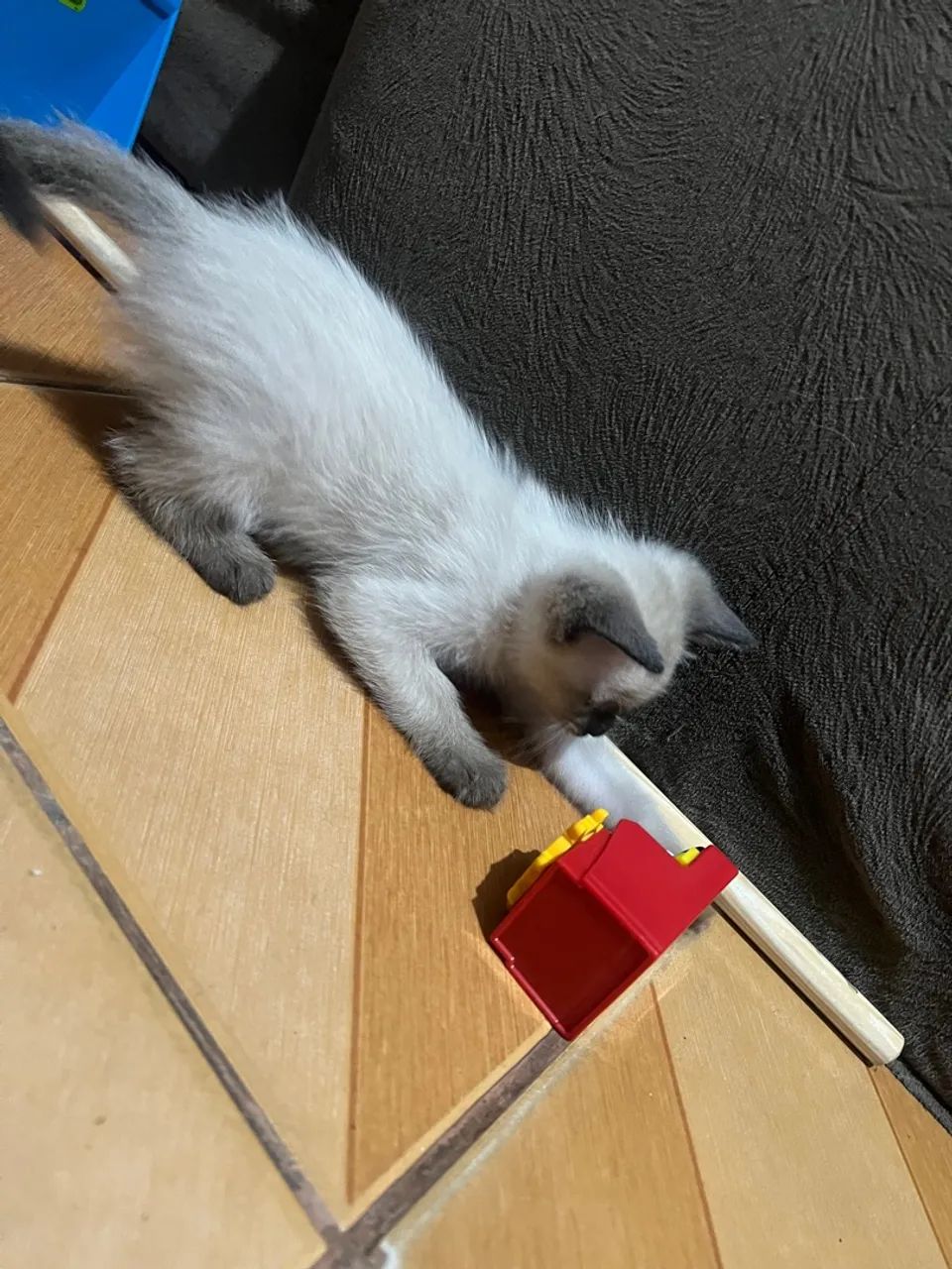 Doação de filhotinhos de gato  - Foto 5